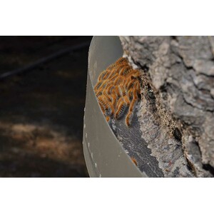 ECOPIEGE 30CM COLLAR PARA EL CONTROL DE LA ORUGA DE LA PROCESIONARIA 4