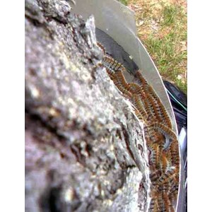 ECOPIEGE 30CM COLLAR PARA EL CONTROL DE LA ORUGA DE LA PROCESIONARIA 7