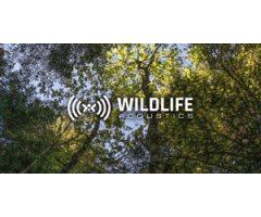 Wildilfe Acoustics 2024